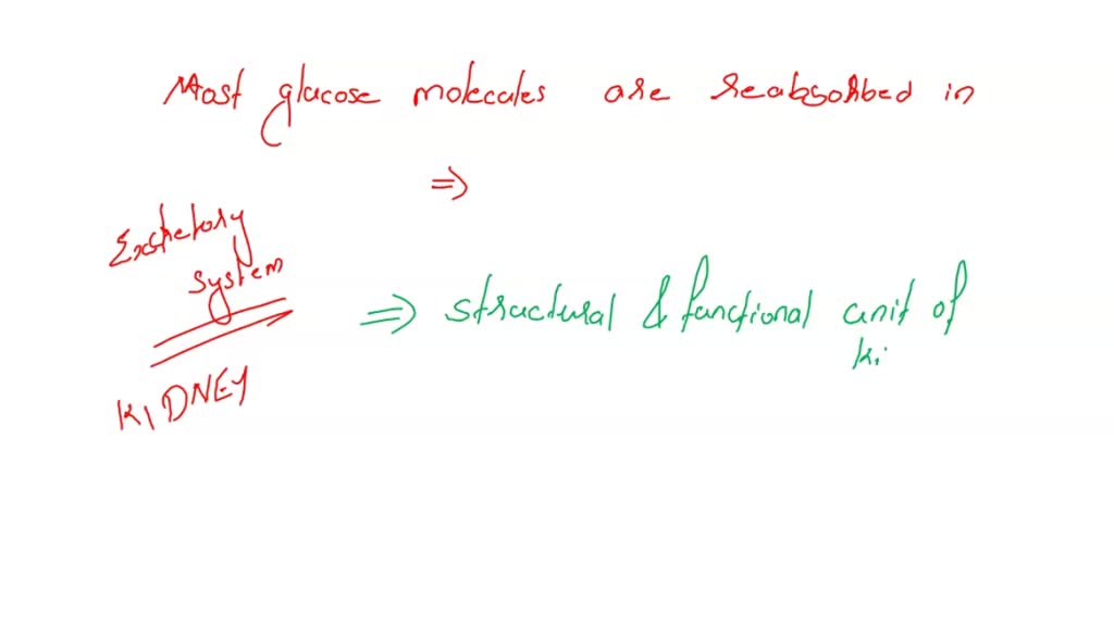 SOLVED: Glucose is reabsorbed in the via . collecting duct; diffusion ...