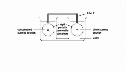 the-diagram-shows-a-model-which-can-be-used-to-demonstrate-mass-flow-of-materials-through-phloem-tissue-from-the-region-of-synthesis-source-to-the-storage-organs-sink-x-and-y-are-filled-with-62922