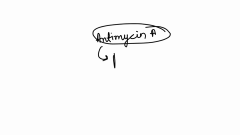 q38-the-antibiotic-antimycin-a-causes-electrons-to-become-stuck-to-q-so-that-they-are-unable-to-ever-reach-complex-iv-which-of-the-following-scenarios-you-explored-in-this-tutorial-is-most-similar-to