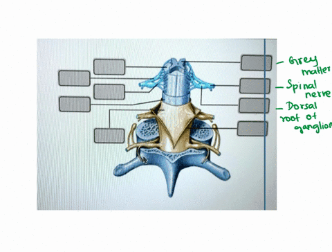 label-the-spinal-cord-and-spinal-meninges-abel-the-spinal-cord-and-spinal-meninges-parta-drag-the-correct-label-to-the-approprlate-locatlon-to-label-the-spinal-cord-and-spinal-meninges-pia-m-18588