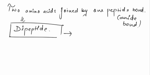 two-amino-acids-joined-together-by-a-peptide-bond-is-called-this-65644