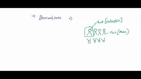 biological-membranes-are-present-in-all-cells-and-they-make-up-the-endomembrane-system-of-eukaryotic-cells-they-have-many-functions-including-acting-as-barriers-that-selectively-allow-the-tr-14306