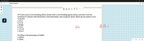 442-the-figure-below-illustrates-metabolic-pathway-for-coat-color-in-mice-agouti-is-dominant-to-black-or-non-agouti-hair-which-results-from-the-homozygous-expression-ofa-recessive-mutation-w-24276