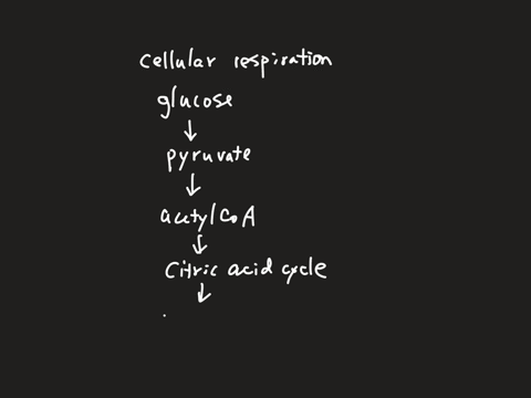 which-of-the-following-processes-will-occur-in-the-presence-or-absence-of-oxygen-a-citric-acid-cycle-b-cellular-respiration-c-oxidative-phosphorylation-d-glycolysis-e-electron-transport-chain