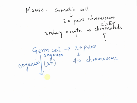 twenty-pairs-of-chromosomes-are-present-in-a-somatic-cell-of-the-mouse-how-many-sister-chromatids-are-present-in-a-secondary-oocyte-79245