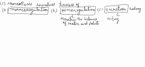 homeostasis-involves-processes-of-b-maintains-both-done-by-animal-may-balance-of-involves-removal-of-water-and-human-solutes-kidney-requirements-depend-on-nitrogenous-wastes-form-may-be-mech-80144