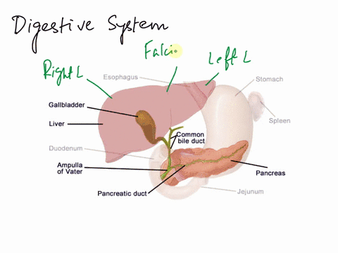 digestive-system-labeling-liver-pancreasand-ducts-image-to-label-falciform-ligament-left-lobe-of-liver-hepatic-ducts-pancreas-duodenum-caudate-lobe-of-liver-word-bank-right-lobe-of-liver-gal-32839