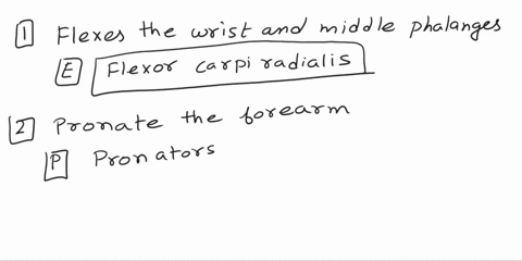 alevator-scapulae-8-rhomboids-cserratus-anterior-3small-rectangular-muscles-that-square-the-shoulders-as-they-act-together-4small-muscle-pair-that-elevates-the-scapulae-d-trapezius-h-name-th-33598