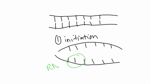 23-describe-the-three-steps-of-transcription-initiation-elongation-termination-24-what-is-a-common-terminator-sequence-in-bacteria-and-prokaryotes-what-does-it-create-25-what-sequence-gets-transcribed