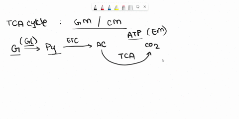 -the-following-enzymes-participate-in-the-oxidation-of-acetyl-coa-through-the-citric-acid-cycle-number-the-enzymes-in-the-right-order-according-to-which-comes-first-malate-dehydrogenase-acon-35322
