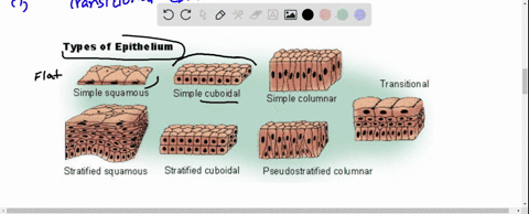 epithelial-tissues-a-describe-the-general-structure-and-functions-of-epithelial-tissues-and-how-they-are-classified-b-list-the-epithelial-tissue-types-and-be-able-to-identify-or-describe-the-18408