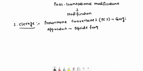 explain-the-concept-of-post-translational-processing-using-the-synthesis-of-acth-from-the-proopiomelanocortin-pomc-molecule-as-an-example-64722