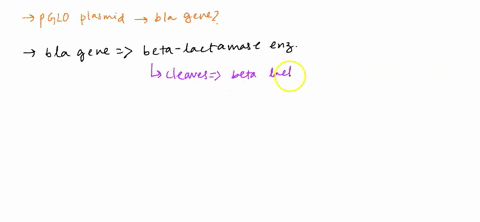 on-the-pglo-plasmid-what-is-the-bla-gene-for-group-of-answer-choices-it-is-the-origin-of-replication-so-the-bacterial-cell-can-copy-the-plasmid-it-codes-for-the-green-fluorescent-protein-it-46658