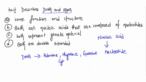 which-of-the-following-statements-best-describes-dna-and-rna-both-have-the-same-structure-and-function-both-are-nucleic-acids-that-are-composed-ofnucleotides-both-represent-the-genetic-mater-29796
