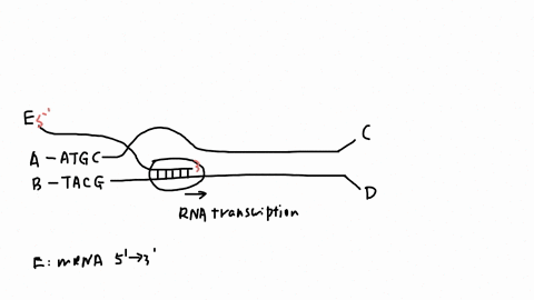 the-diagram-below-shows-a-section-of-double-stranded-dna-undergoing-both-transcription-and-replication_-rna-polymerase-gray-oval-is-bound-to-the-transcriptional-template-strand-and-moving-fr-68973
