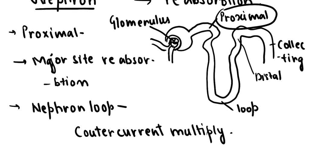 SOLVED: The structure that is directly involved in filtering the blood ...
