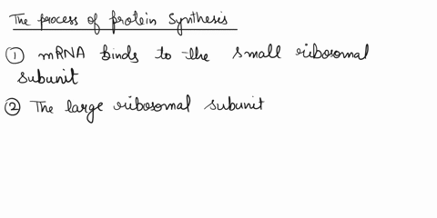 mrna-binds-free-or-er-ribosome-ribosome-makes-protein-large-ribozomal-subunit-polypeplide-messenger-rna-small-ribocomal-subunit-09902