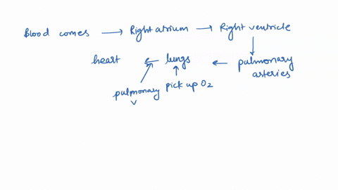 how-does-blood-flow-through-the-heart-78486