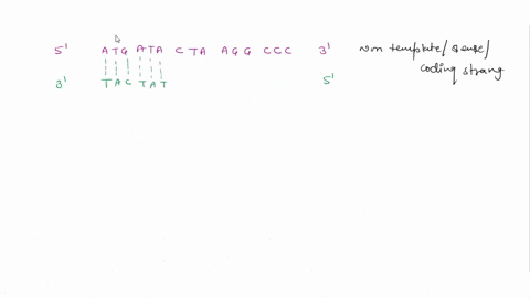 a-nontemplate-strand-of-bacterial-dna-has-the-following-base-sequence-what-amino-acid-sequence-will-93525