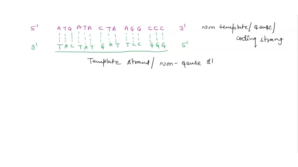 SOLVED: a nontemplate strand of bacterial DNA has three base sequence 5 ...