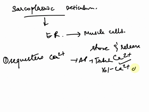 which-of-the-following-about-the-sarcoplasmic-reticulum-is-true-o-it-sequesters-calcium-from-the-cytoplasm-of-the-muscle-cell-when-an-action-potential-passes-through-t-tubules-o-it-stores-ma-71192