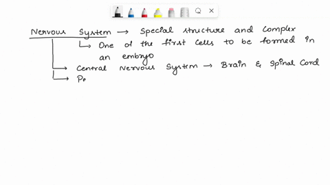 a-2-year-old-humans-brain-is-_____-percent-of-the-adult-brains-weight-08297