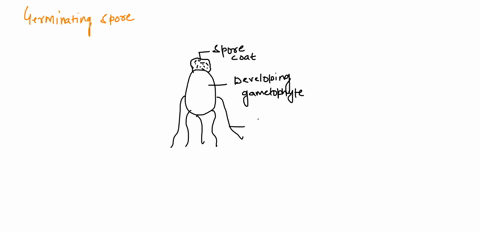 draw-a-germinating-spore-and-label-the-spore-coat-rhizoids-and-developing-gametophyte-for-each-label-indicate-whether-the-structure-is-haploid-or-diploid-upload-an-image-of-your-drawing-03842