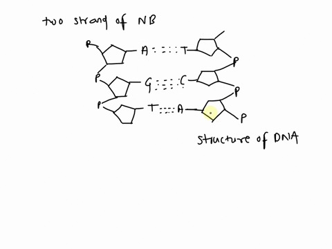 the-shape-of-dna-is-described-as-a-double-helix-click-all-that-apply-to-the-description-of-dna-adna-is-made-from-a-single-strand-of-nitrogenous-bases-ba-double-helix-resembles-a-twisted-ladd-10914
