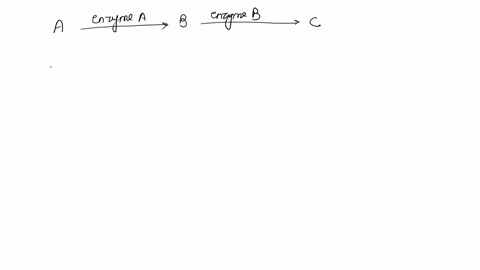 enzyme-enzyme-b-b-scheme-according-the-scheme-above-mutation-results-in-a-defective-enzyme-a-which-of-the-following-would-be-consequence-of-that-mutation-explain-youi-answcr-points-a-an-accu-16696