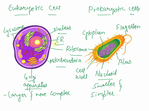 Prokaryotic And Eukaryotic Cells Worksheet Cell organelle | Cells  worksheet, Cell diagram, Eukaryotic cell