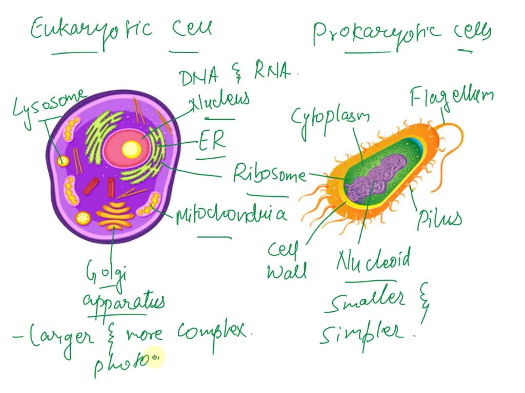 Biology: Eukaryotic Cells Diagram | Quizlet