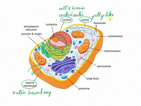 describe-the-internal-structures-of-eukaryotic-cells-85172