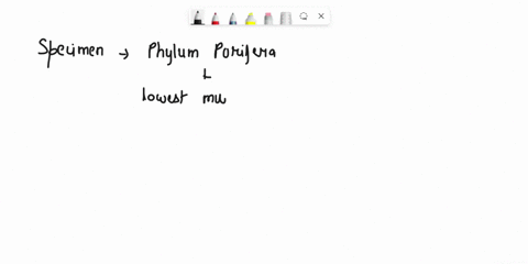 to-what-phylum-does-the-specimen-shown-above-belong-answlt-35816