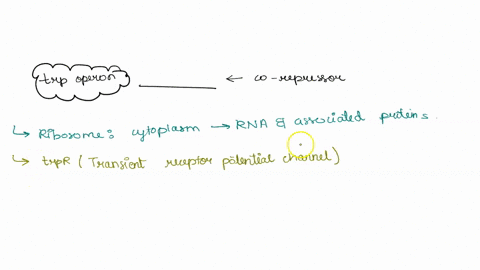 what-molecule-senves-as-co-repressor-for-the-trp-operon-ribosome-c-trpr-glucose-b-tryptophan-d-b-galactosidase-which-of-the-following-statements-about-the-glucose-effect-is-true-the-activity-40464