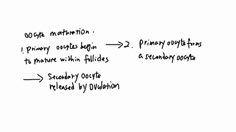 place-the-events-of-oocyte-maturation-in-the-correct-sequence-if-fertilization-does-not-occur-the-corpus-luteum-degenerates-one-primary-oocyte-completes-meiosis-i-to-form-a-secondary-oocyte-05267