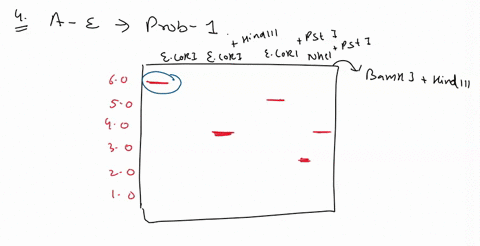 q4-based-on-the-fragment-sizes-0n-the-blots-in-which-region-a-e-does-probe-1-come-from-q5-based-on-the-fragment-sizes-on-the-blots-in-which-region-a-e-does-probe-2-come-from-restriction_-map-03983