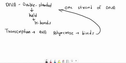 during-elongation-how-many-strands-of-dna-are-being-copied-into-rna-34385