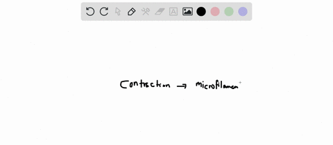 which-components-of-the-cytoskeleton-are-responsible-for-the-contraction-of-muscles-a-intermediate-filaments-b-microfilaments-c-microtubules-2