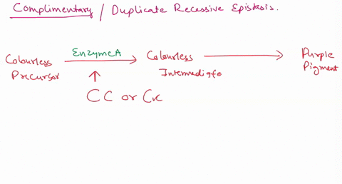 question-2-complementary-gene-interactlons-occur-when-pair-of-genes-work-together-to-create-phenotypes-for-single-trit-this-is-caused-by-dominant-alleles-from-one-heterozygous-loci-masking-o-38024