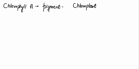 what-is-the-function-of-chlorophyll-a-28555
