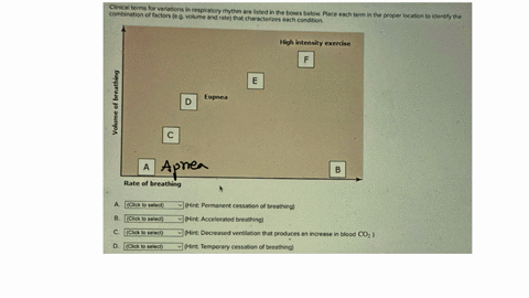 clinical-terms-for-variations-in-respiratory-rhythm-are-listed-in-the-boxes-below-place-each-term-in-the-proper-location-to-identify-the-combination-of-factors-eg-volume-and-rate-that-charac-35103