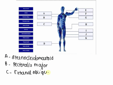 biceps-brachii-e-deltoid-a-f-external-oblique-b-g-pectoralis-major-c-h-rectus-femoris-sartorius-1-sternocleidomastoid-j-tibialis-anterior-k-triceps-brachii-d-vastus-lateralis-vastus-medialis-94885