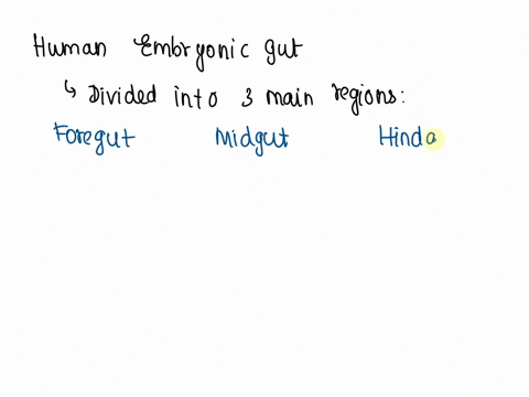 true-or-false-the-lungs-of-humans-form-from-the-embryonic-foregut-62099