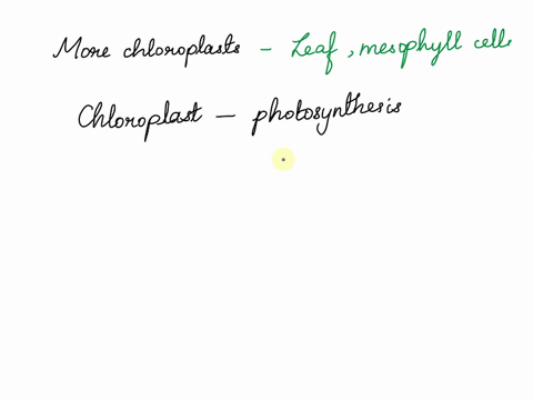 what-plant-structure-would-have-the-most-chloroplasts-88982