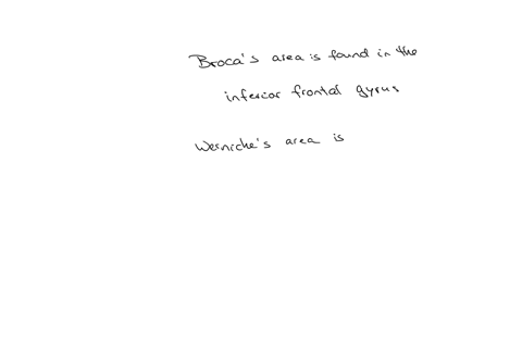 brocas-area-is-in-the-_____________-and-wernickes-area-is-in-the-____________-inferior-frontal-gyrus-inferior-temporal-gyrus-inferior-frontal-gyrus-superior-temporal-gyrus-superior-temporal-gyrus-infe