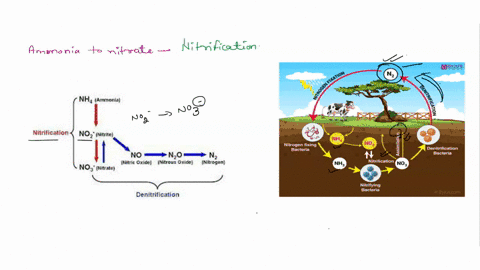 the-conversion-of-ammonia-to-nitrate-known-as-_____-two-step-process-performed-by-soil-bacteria-a-ni-46887