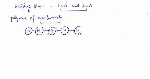 nucleotides-a-contain-sugar-a-nitrogen-containing-base-and-a-phosphate-molecule-b-are-the-monomers-f-24304