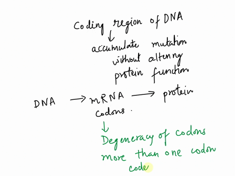 in-a-coding-region-of-dna-which-position-of-a-codon-is-most-likely-to-accumulate-mutations-without-altering-protein-function-1-pt-first-nucleotide-postion-second-nucleotide-postion-third-nuc-17046