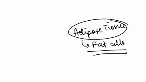 adipose-tissue-is-made-of-which-of-the-following-fat-cells-lymph-nodes-muscles-skin