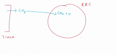 describe-how-carbon-dioxide-enters-the-blood-from-the-body-tissue-cells-and-how-it-enters-the-lungs-from-the-blood-feel-free-to-use-drawings-as-long-they-are-labeled-28189